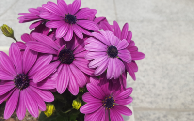 6 Ways To Elevate Your Week